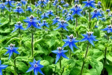 borage courageous and vibrant