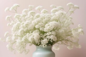 delicate beauty of baby s breath