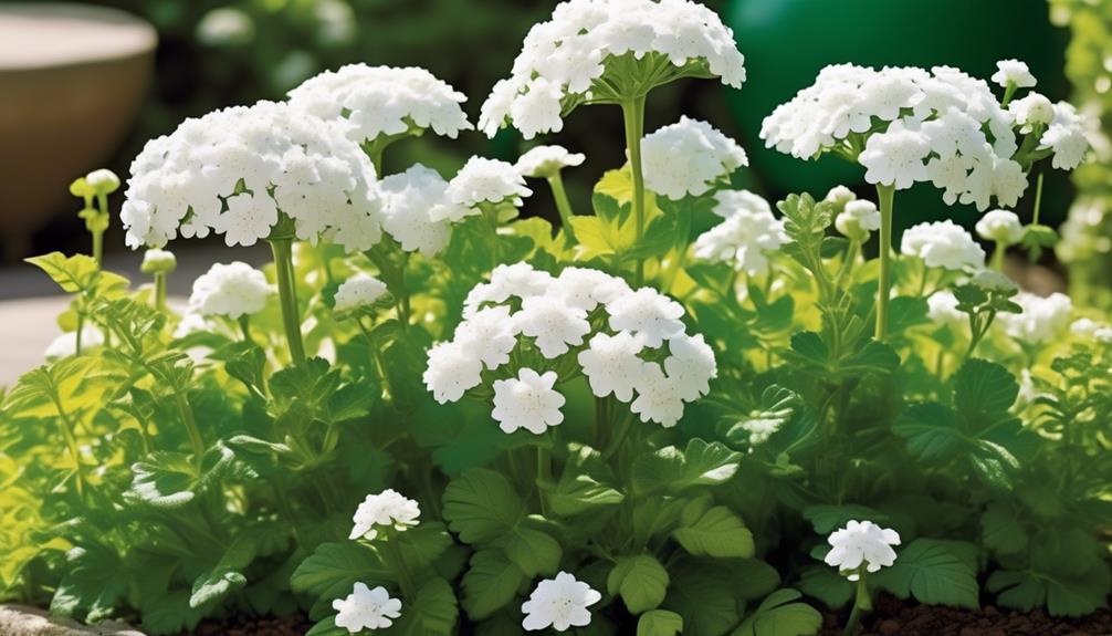 delicate candytuft blossoms grace