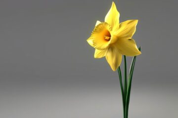 symbolic daffodil trumpet brings renewal