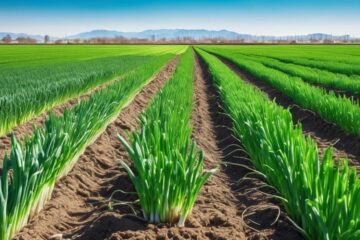 perfecting onion fertilizer regimen