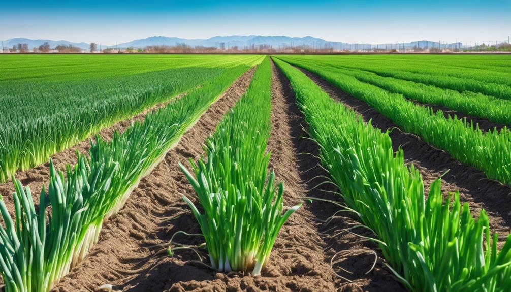 perfecting onion fertilizer regimen