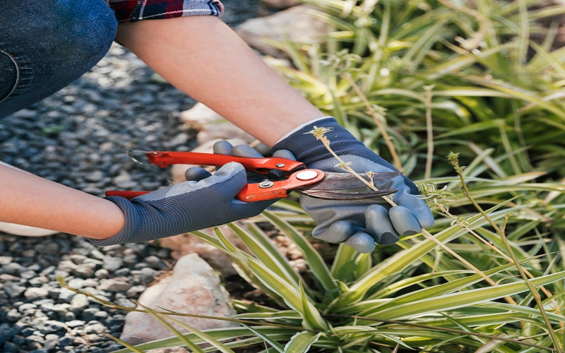 pruning