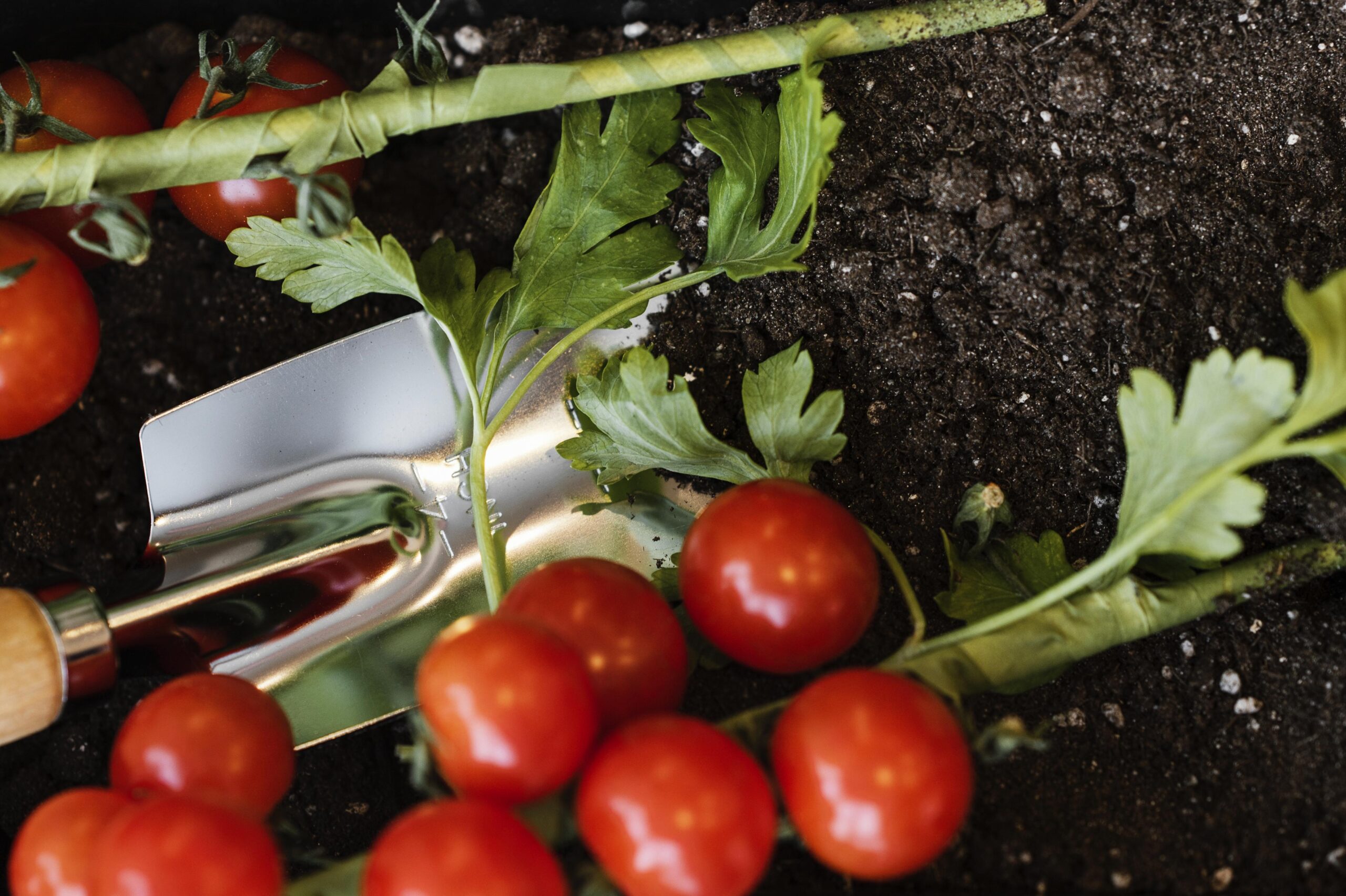 Soil Prep for tomato