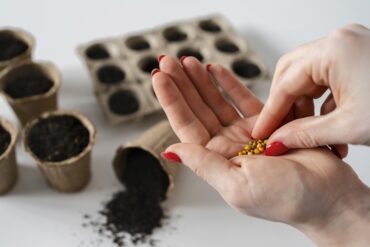 Vegetable Seeds Indoors