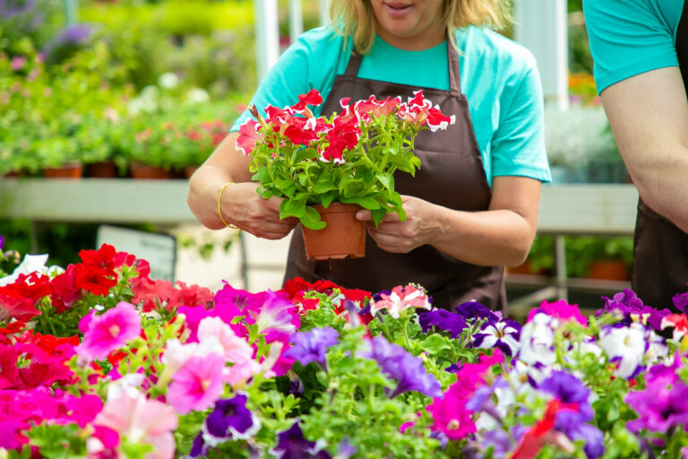 Summer Flowers -petunias