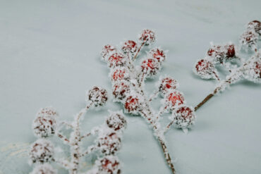 winter flowers